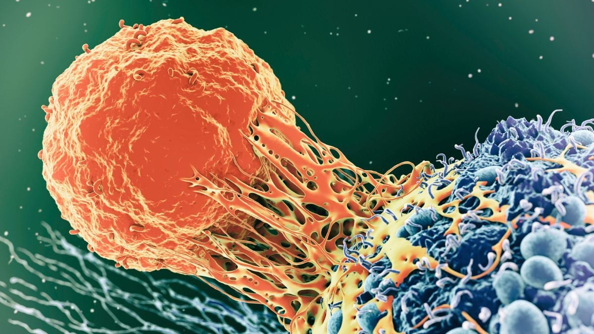 FDA Procedural Guidance: Expansion Cohorts in FIH Oncology Clinical Trials